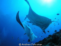 This shot of two manta rays came at the end of a liveaboa... by Andrew Falconer 